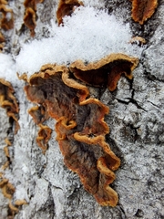 Punctularia strigosozonata
