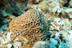 Paramontastraea peresi