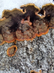 Punctularia strigosozonata
