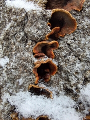 Punctularia strigosozonata
