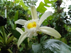 Sobralia macrophylla image