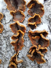 Punctularia strigosozonata