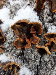 Punctularia strigosozonata