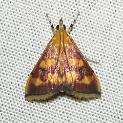 Pyrausta phoenicealis