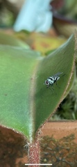 Anthomyia illocata