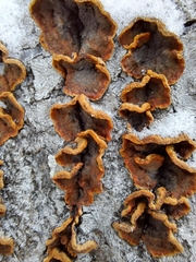 Punctularia strigosozonata