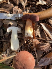Boletus pseudopinophilus