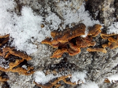 Punctularia strigosozonata