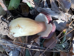 Boletus pseudopinophilus