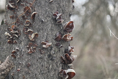 Auricularia polytricha