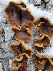 Punctularia strigosozonata