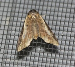 Lophoptera vittigera