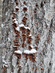 Punctularia strigosozonata