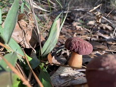 Boletus pseudopinophilus
