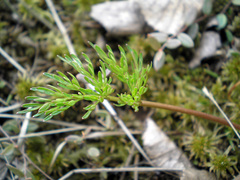 Selinum carvifolia