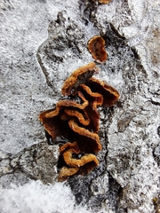 Punctularia strigosozonata
