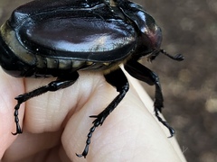 Osmoderma subplanata