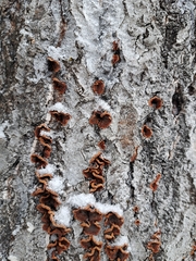 Punctularia strigosozonata