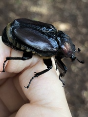 Osmoderma subplanata