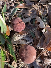 Boletus pseudopinophilus