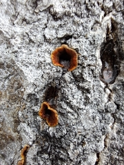 Punctularia strigosozonata