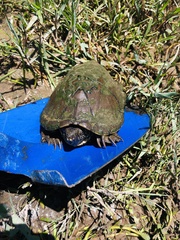 Kinosternon hirtipes murrayi