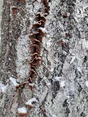 Punctularia strigosozonata