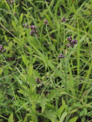 Verbena incompta