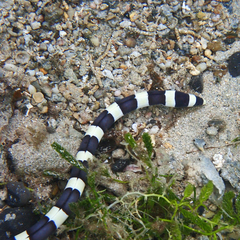 Leiuranus semicinctus