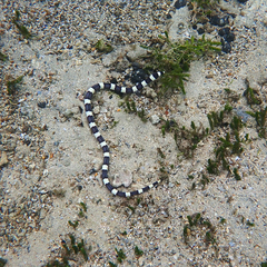Leiuranus semicinctus