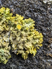 Xanthoria parietina