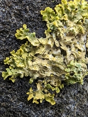 Xanthoria parietina