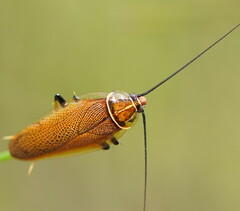 Pseudophyllodromiinae