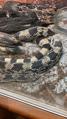 Pituophis melanoleucus