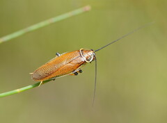 Pseudophyllodromiinae