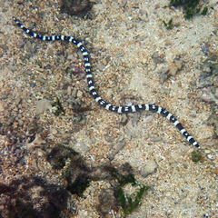 Leiuranus versicolor