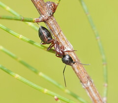 Camponotus innexus