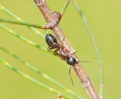 Camponotus innexus