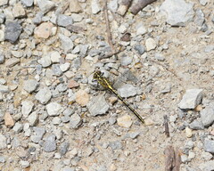 Austrogomphus guerini