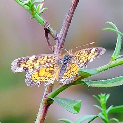 Phyciodes