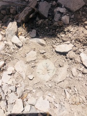 Lophophora williamsii