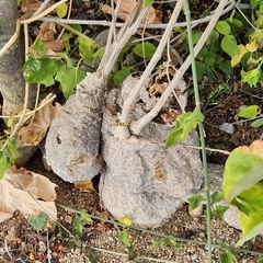 Ibervillea sonorae