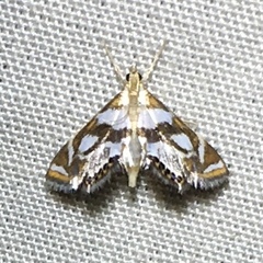 Chrysendeton medicinalis