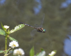 Hemicordulia armstrongi