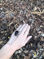 Osmoderma subplanata