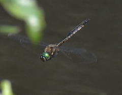 Hemicordulia armstrongi