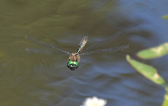 Hemicordulia armstrongi