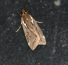 Perimeceta niphotypa