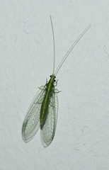 Mallada basalis