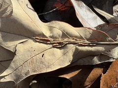 Macrodiplosis qoruca